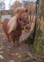 Heel lief mini paardje te koop!, Dieren en Toebehoren, Pony's, Merrie, B, Gechipt, A pony (tot 1.17m)