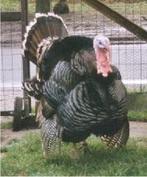 pluimvee, Dieren en Toebehoren, Pluimvee, Meerdere dieren, Kalkoen