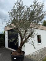 Prachtige olijfboom Olea europaea stam, Tuin en Terras, Planten | Bomen, Ophalen, In pot, Olijfboom, 250 tot 400 cm