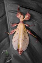 Phyllium Letiranti "Tataba" eggs (x30) - Oeufs de Phasmes, Animaux & Accessoires, Phasme