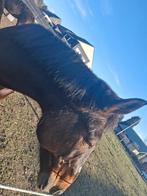 2 paarden te koop, Dieren en Toebehoren, Ophalen of Verzenden