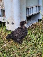2 jonge kuikens (v) kruising ameraucana kleurlegger
