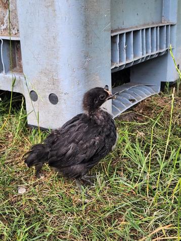 2 jonge kuikens (v) kruising ameraucana kleurlegger beschikbaar voor biedingen
