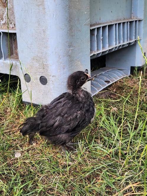 2 jonge kuikens (v) kruising ameraucana kleurlegger, Dieren en Toebehoren, Pluimvee
