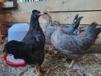 Cream legbar en cream legbar x marans 14 weken oud, Dieren en Toebehoren, Pluimvee