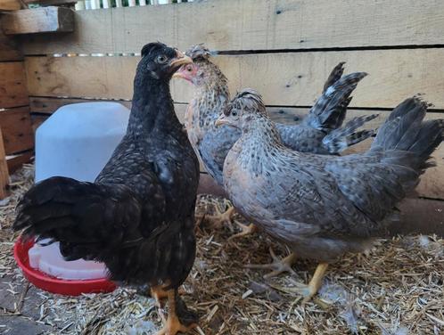 Cream legbar en cream legbar x marans 14 weken oud, Dieren en Toebehoren, Pluimvee