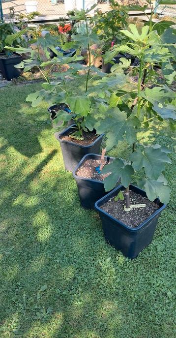 longue d'aout vijgenbomen , vijgenplanten... ficus carica beschikbaar voor biedingen