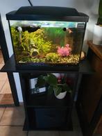 Zwart superfish aquarium met meubel en toebehoren, Dieren en Toebehoren, Ophalen, Zo goed als nieuw