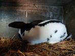 reuzevlinders - reuze vlinders - Lotharinger, Dieren en Toebehoren, Konijnen