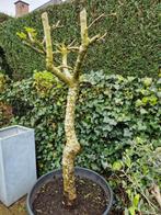 Dikke vijgenboom in pot, Jardin & Terrasse, Plantes | Arbres, En pot, Olivier, Enlèvement ou Envoi