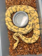 0.1 pastel enchi hypo (proven), Dieren en Toebehoren, Reptielen en Amfibieën, Slang, Tam, 3 tot 6 jaar