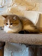 Brits kort en langharige kittens, Dieren en Toebehoren, Katten en Kittens | Raskatten | Korthaar, Meerdere dieren, Gechipt, 0 tot 2 jaar