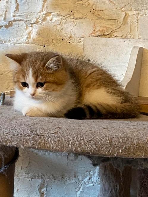 Brits kort en langharige kittens, Dieren en Toebehoren, Katten en Kittens | Raskatten | Korthaar, Meerdere dieren, 0 tot 2 jaar