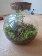 UrbanJngl terrarium ecosysteem, Huis en Inrichting, Ophalen, Overige soorten, Halfschaduw, Minder dan 100 cm