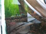 Creazy blue shrimp clear tails, Kreeft, Krab of Garnaal, Zoetwatervis