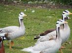 Ganzen Streepkopganzen, Plusieurs animaux, Oie ou Cygne