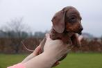 Prachtige kortharige dwerg teckel pups (ouders aanwezig), Dieren en Toebehoren, België, CDV (hondenziekte), 8 tot 15 weken, Korthaar