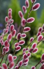 Salix gracilistyla mount aso, Jardin & Terrasse, Enlèvement ou Envoi