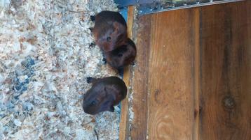 Goud agouti  cavia beertje beschikbaar voor biedingen