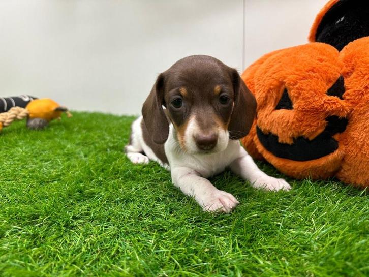 Nestje MINI Teckel pups, Dieren en Toebehoren, Honden | Teckels en Dashonden, Meerdere dieren, Korthaar, Dwerg, Fokker | Professioneel