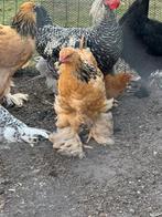 Brahma buff te koop, Dieren en Toebehoren, Meerdere dieren, Kip