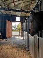 Te Huur: Paardenstallen voor Uw Reis, Dieren en Toebehoren, Weidegang