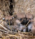 Dwergkees pups, België, Keeshond, CDV (hondenziekte), 8 tot 15 weken