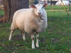 Jonge kweekooi  schaap, schapen, Dieren en Toebehoren, Schapen, Geiten en Varkens, Vrouwelijk, Schaap, 0 tot 2 jaar
