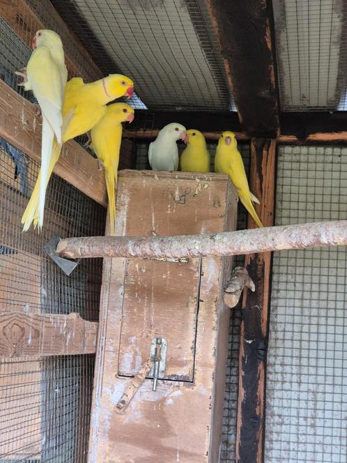 Halsbandparkieten '25, Dieren en Toebehoren, Vogels | Parkieten en Papegaaien, Geringd