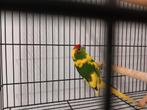 Ik zoek kakariki, Dieren en Toebehoren, Vogels | Parkieten en Papegaaien