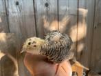 Jonge kwartels te koop, Dieren en Toebehoren, Meerdere dieren, Overige soorten