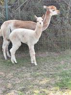 Te koop Alpaca merrie met n alpaca merrie aan de voet, Dieren en Toebehoren, Overige Dieren, Juni, Vrouwelijk
