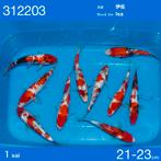 HQ ginrin showa isa Bloedlijn ogata auction, Karper of Koi