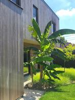 bananenbomen - musa basjoo - eigen kweek, Tuin en Terras, Planten | Bomen, Ophalen, In pot