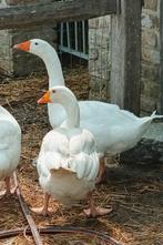 Witte boerenganzen., Gans of Zwaan