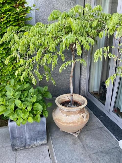 Pot en terre cuite XL, Tuin en Terras, Bloempotten, Zo goed als nieuw, Aardewerk, 40 tot 70 cm, 40 cm of meer, Rond, Ophalen