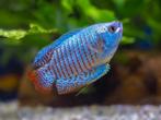 Colisa lalia neon te koop( kleintjes), Dieren en Toebehoren, Vissen | Aquariumvissen