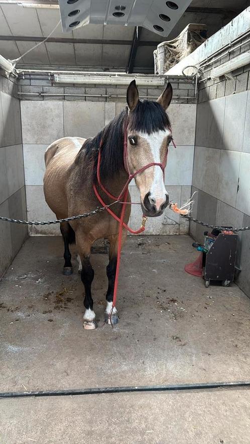 Weidemaatje zoekt nieuwe thuis, Dieren en Toebehoren, Paarden, Ruin, Zadelmak