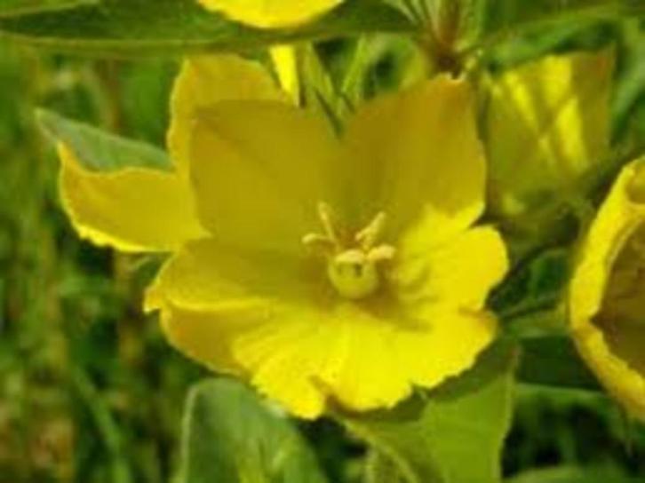 Lysimachia Punctata, Tuin en Terras, Planten | Tuinplanten, Halfschaduw, Ophalen