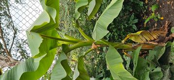 bananen bomen  beschikbaar voor biedingen