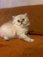Brits korthaar & langhaar kittens met stamboom, Dieren en Toebehoren, Katten en Kittens | Raskatten | Langhaar, Meerdere dieren