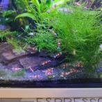 Cristal red garnalen, Dieren en Toebehoren, Kreeft, Krab of Garnaal