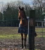 Lieve en eerlijke 6-jarige merrie van 1.61 m., Animaux & Accessoires, Chevaux, Vermifugé, Débourré, 160 à 165 cm, Cheval de récréation