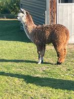 Alpaca merrie
