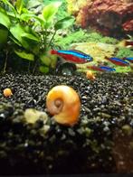 Escargot planorbe, Animaux & Accessoires