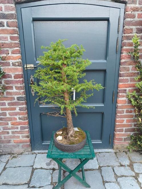 Bonsai, Tuin en Terras, Planten | Bomen, Lente, Ophalen