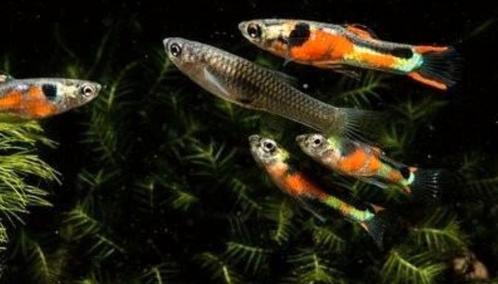 Mooie volwassen endler visjes, Dieren en Toebehoren, Vissen | Aquariumvissen