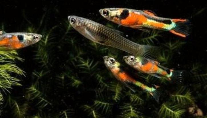 Mooie volwassen endler visjes, Dieren en Toebehoren, Vissen | Aquariumvissen