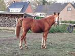 merrie tinker/quarter kruising, Merrie, Minder dan 160 cm, Gechipt, Westernpaard