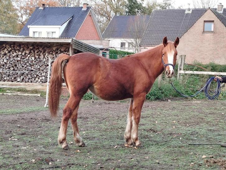 merrie tinker/quarter kruising, Dieren en Toebehoren, Paarden, Merrie, Onbeleerd, Minder dan 160 cm, Westernpaard, Met stamboom